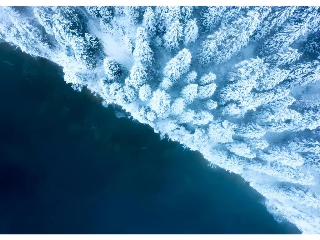 Ceanothe Tableau mural art et nature